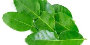 Lime Leaf