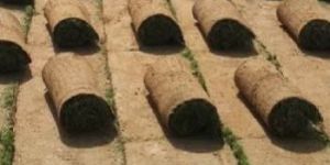 Natural Grass for Football Ground