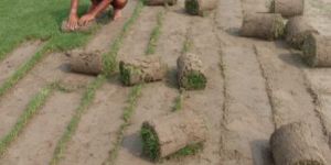 Natural Grass for Golf Ground