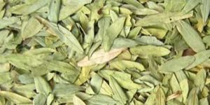 Dried Senna Leaves (Senna Alexandrina)