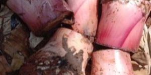 Mother Plant Banana Sucker