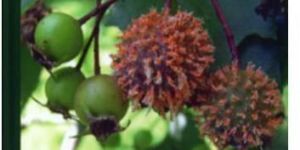 Plant Pathology Book