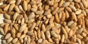 Neem Seed Kernal