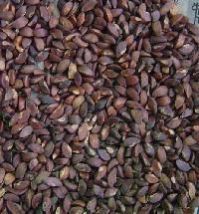 Subabool Seeds