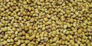 Coriander Seeds