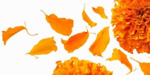 Dried Marigold Flowers