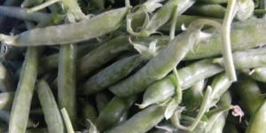 Fresh Peas