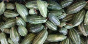 Fresh Pointed Gourd