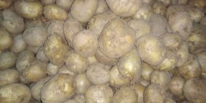 Fresh Potato