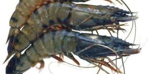 Tiger Prawns