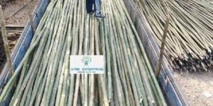 24 Feet Bamboo Pole