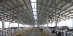Dairy Farm Shed