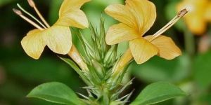 Vajradanti Barleria Prionitis