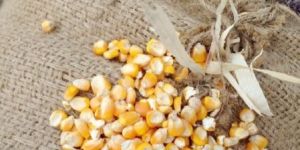 Yellow Maize Cattle Feed