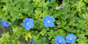 Vishnukranthi Plant / Shankapushpi / Evolvulus Alsinoides