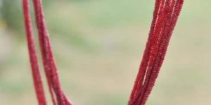 Ruby Gem Stone Beads and Cut Stone