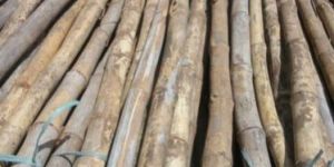 Bamboo Poles