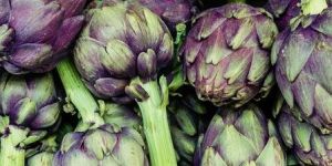 Fresh Artichoke