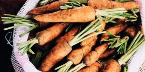 Fresh Carrots