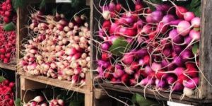 Fresh Radish
