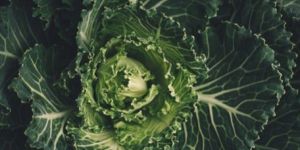 Fresh Savoy Cabbage