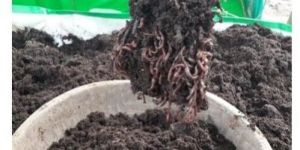 Earthworm Vermicompost
