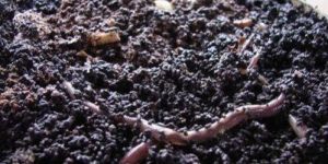 Organic Compost Fertilizer