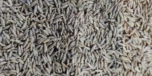 Cumin Seeds