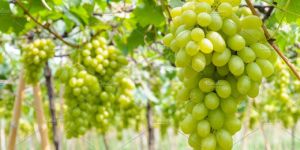 Fresh Green Grapes