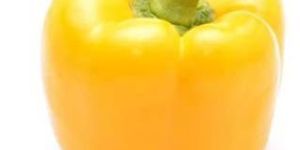 Yellow Capsicum