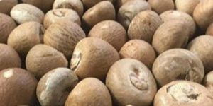Whole Betel Nut