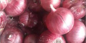Organic Onion