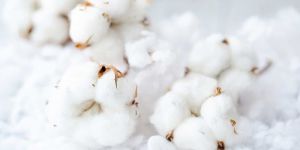 Raw Cotton