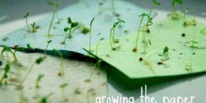 Germination Paper