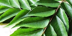 Fresh Curry Leaves