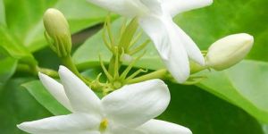 Jasmine Flower