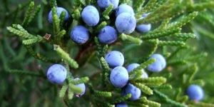 Juniper Berry Oil