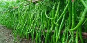 Green Chilli