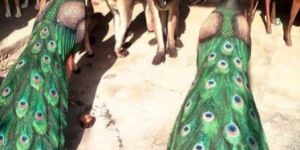 Fiber Peacock Statue