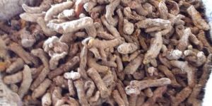 Mother Turmeric Finger