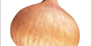 Onion Seeds InnoVeg 21