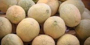 Fresh Muskmelon