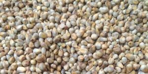 Millet Animal Feed