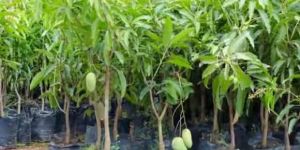 Mango Plant