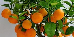 Orange Plant