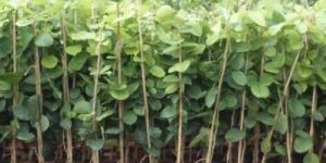 Red Sandalwood Plant