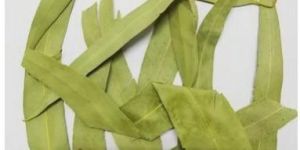 Eucalyptus Leaves