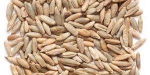 Rye Seeds