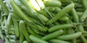 Green Brinjal Long