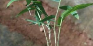 Bambusa Bamboo Plant